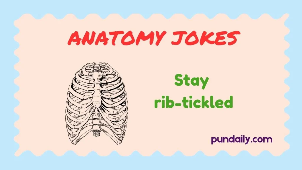 anatomy jokes