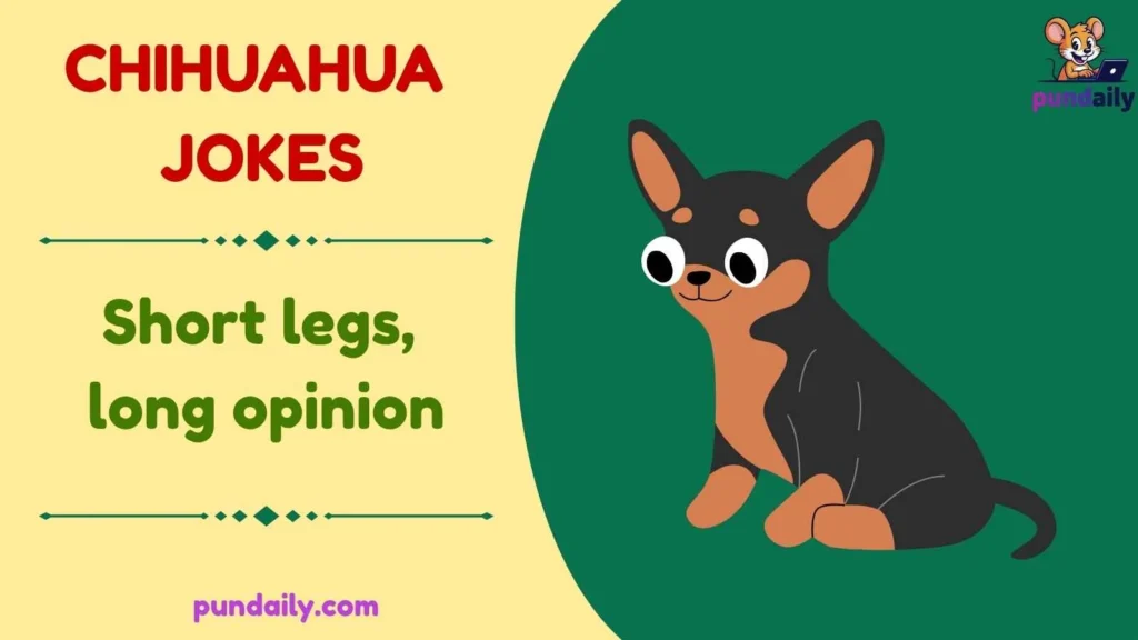 chihuahua jokes
