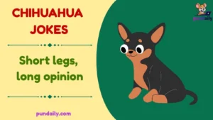 chihuahua jokes